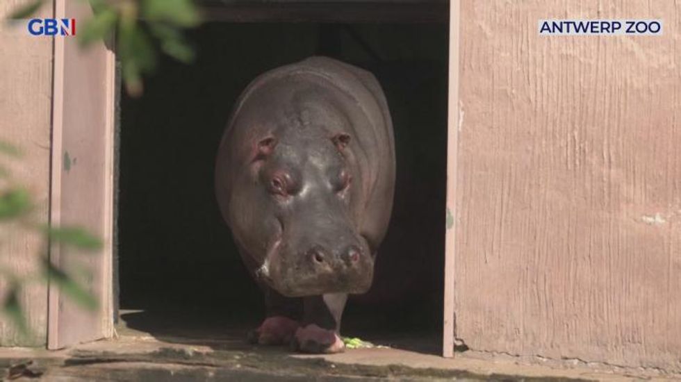 Belgian zoo says two hippos have Covid-19 in first for species