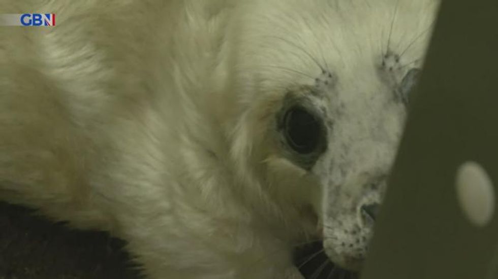 Storm Arwen: Eight seal pups rescued in Norfolk