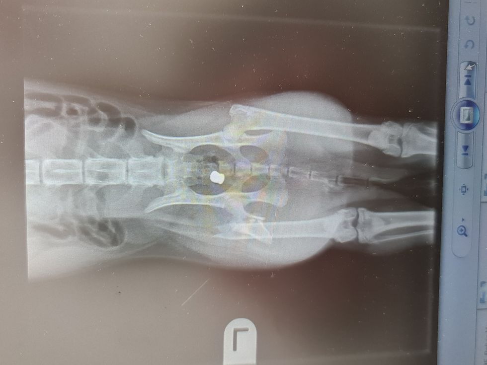 11-year-old cat Frank was shot in his back leg with an air gun.