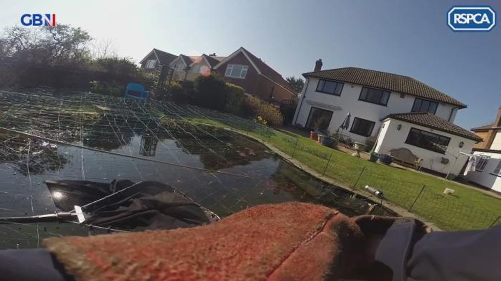 Owl ‘will live to fly another night’ after rescue from pond netting