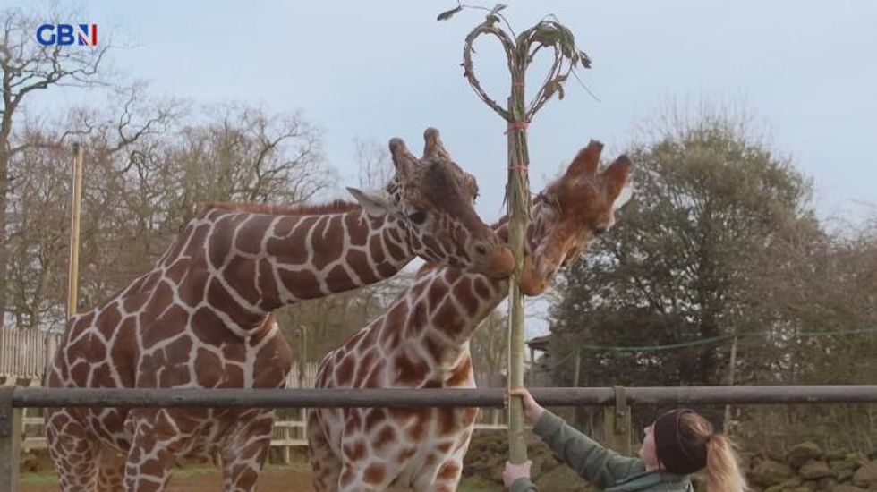 Endangered giraffes and 'punk pigs' enjoy slap-up Valentine's Day meal