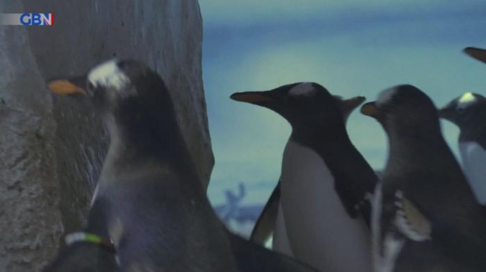 Raducanu the penguin travels to Denmark in search of Valentine's Day love