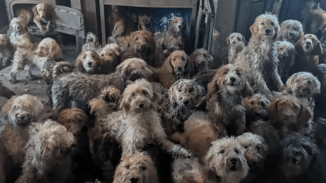 250 poodle-cross dogs