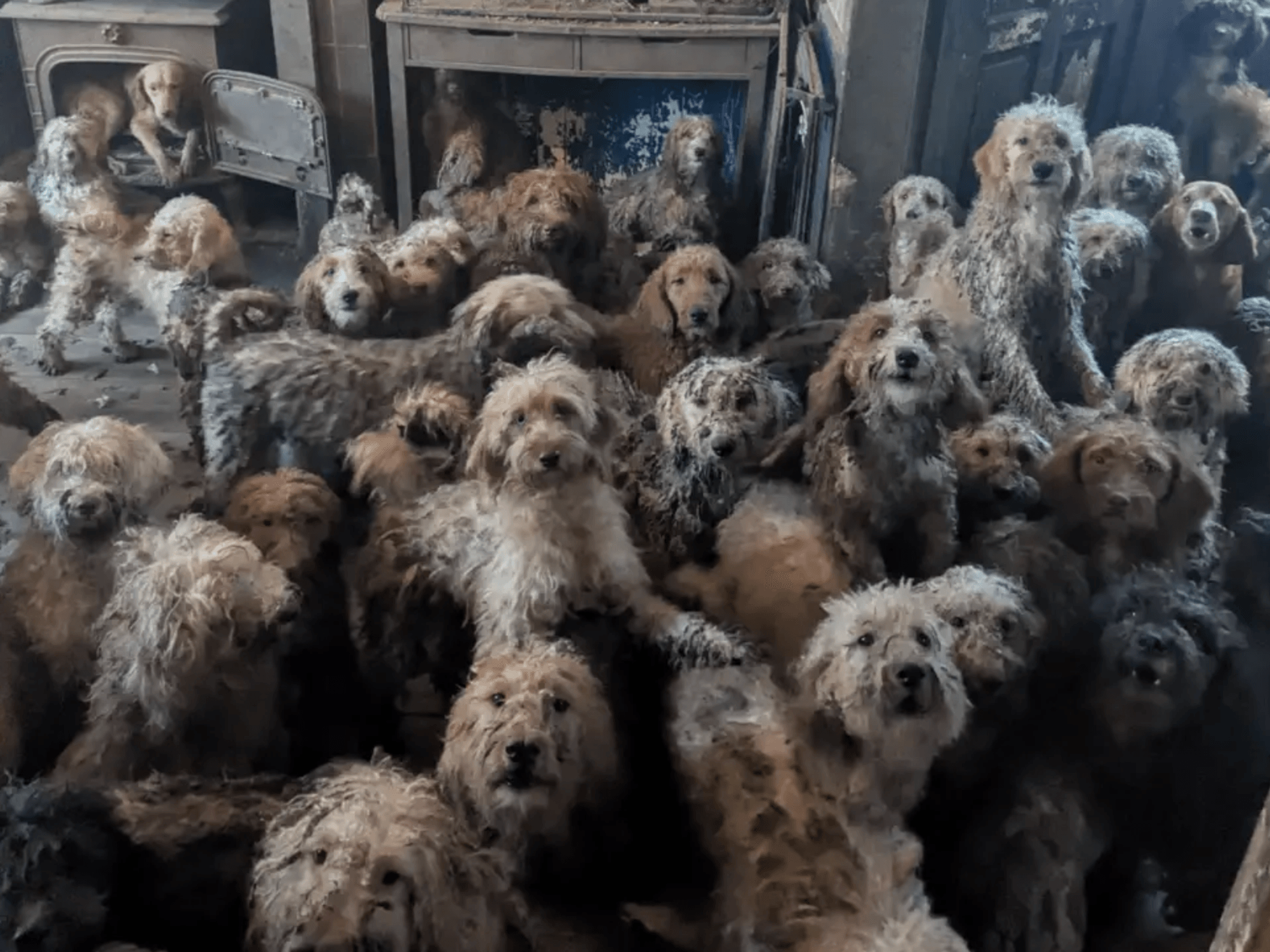 250 poodle-cross dogs