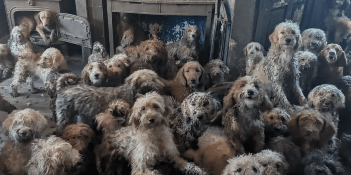 RSPCA finds 250 ‘frightened’ dogs crammed into ONE house in ‘shocking’ discovery RSPCA finds 250 ‘frightened’ dogs crammed into ONE house in ‘shocking’ discovery