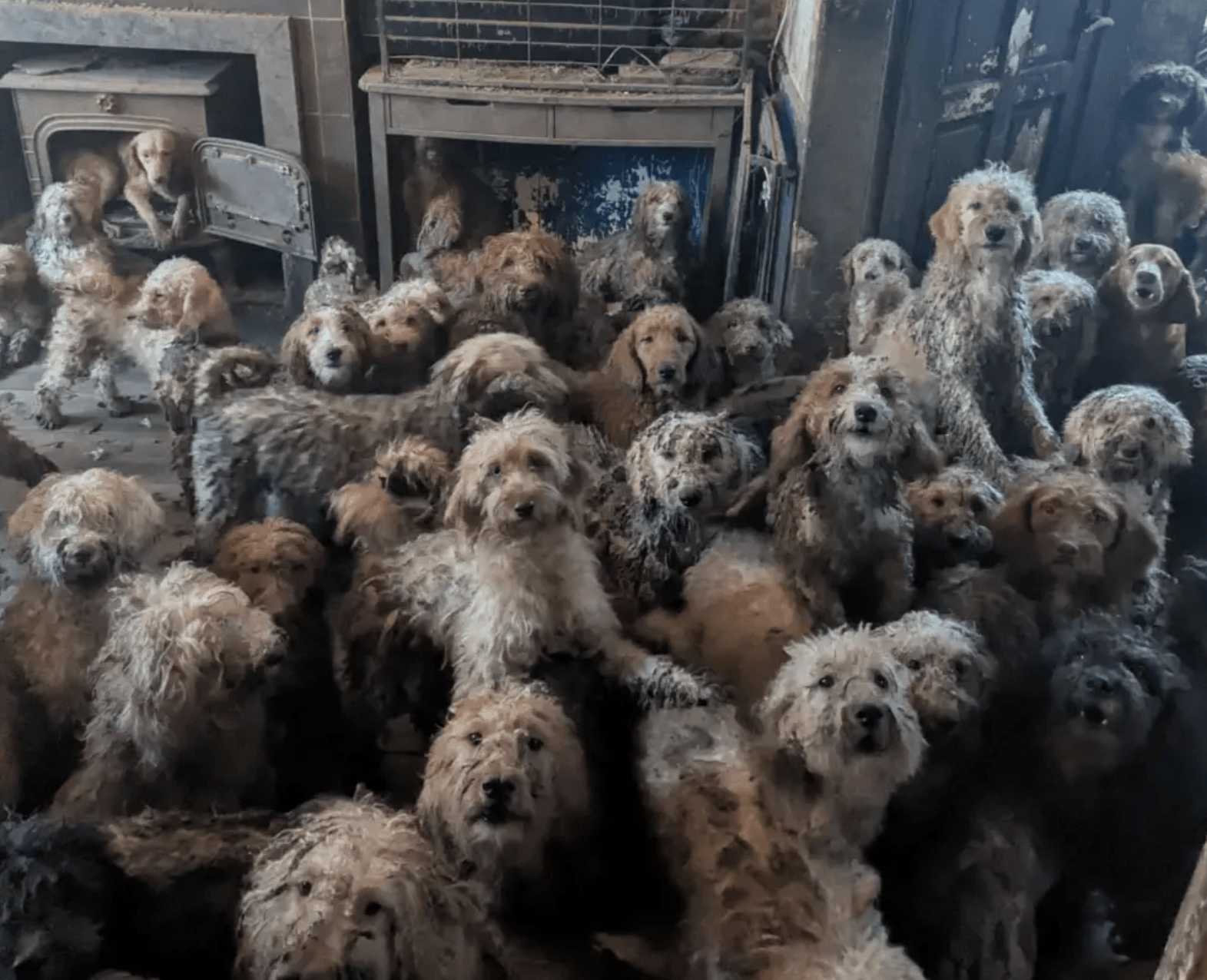 250 poodle-cross dogs