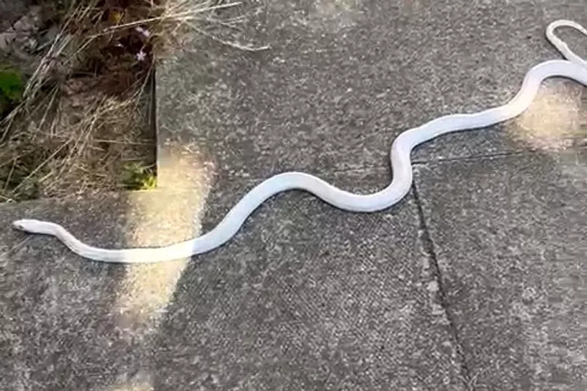 4-ft albino snake was spotted slithering down a North Wales high street​