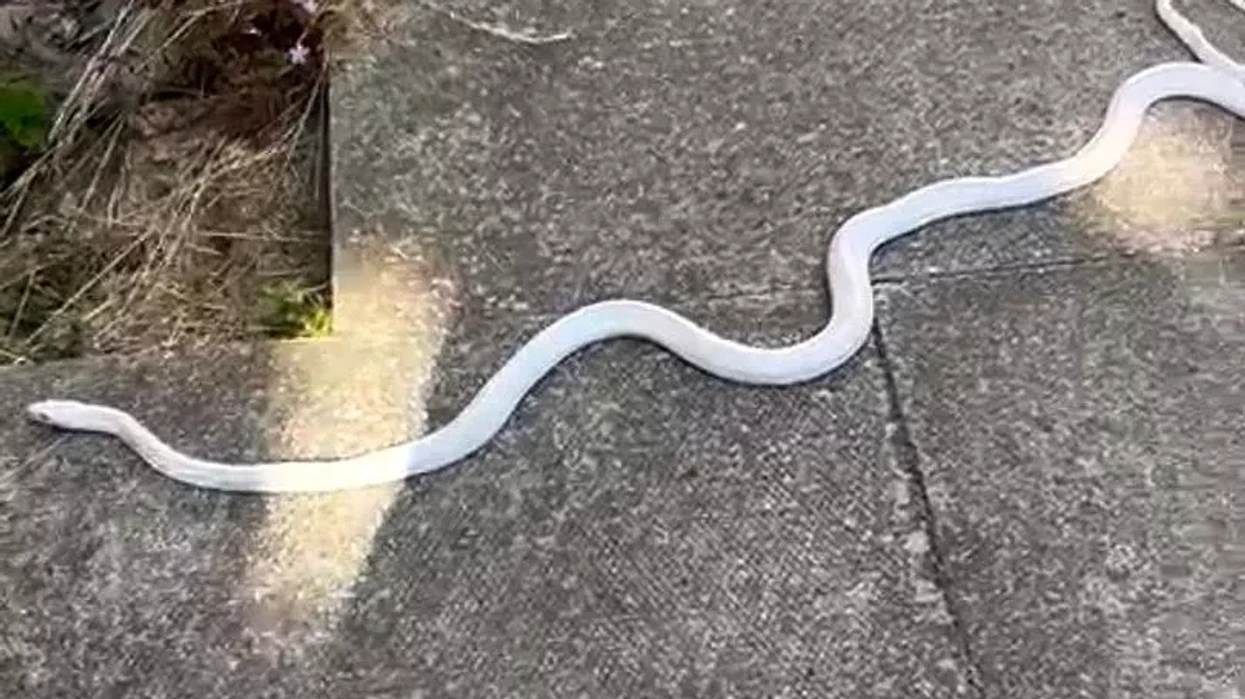 4-ft albino snake was spotted slithering down a North Wales high street