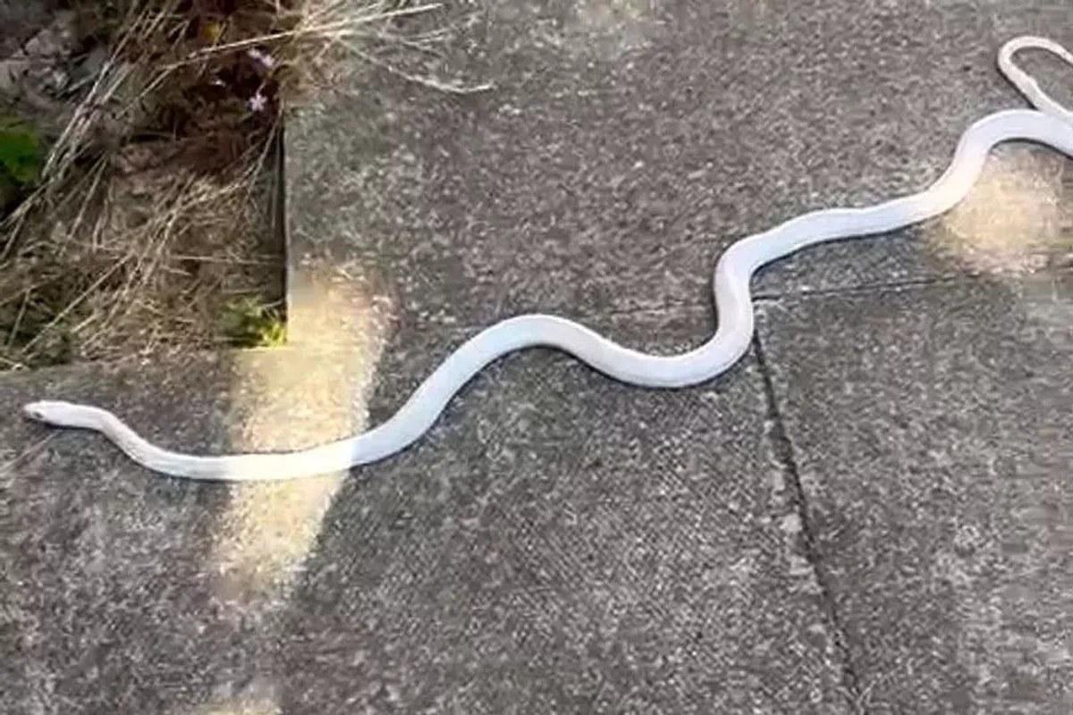 4-ft albino snake was spotted slithering down a North Wales high street