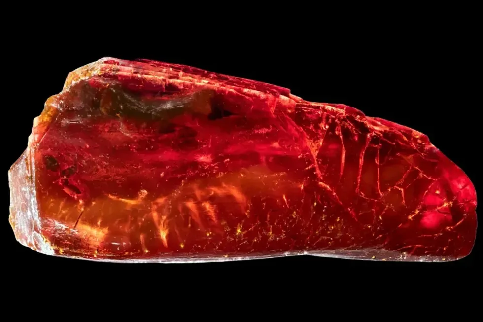 40 million year old amber sample