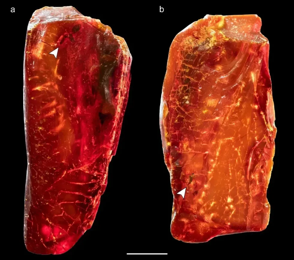40 million year old amber sample