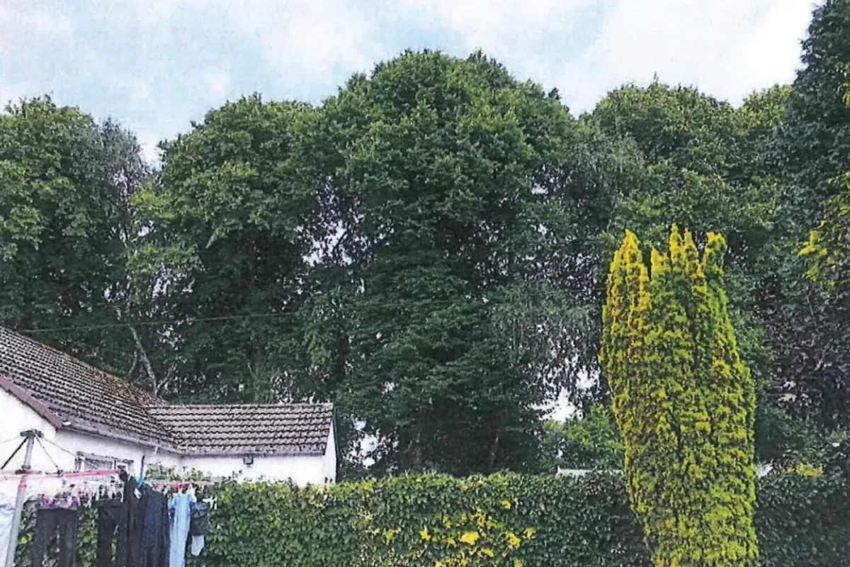 47ft high trees which have caused a dispute between neighbours