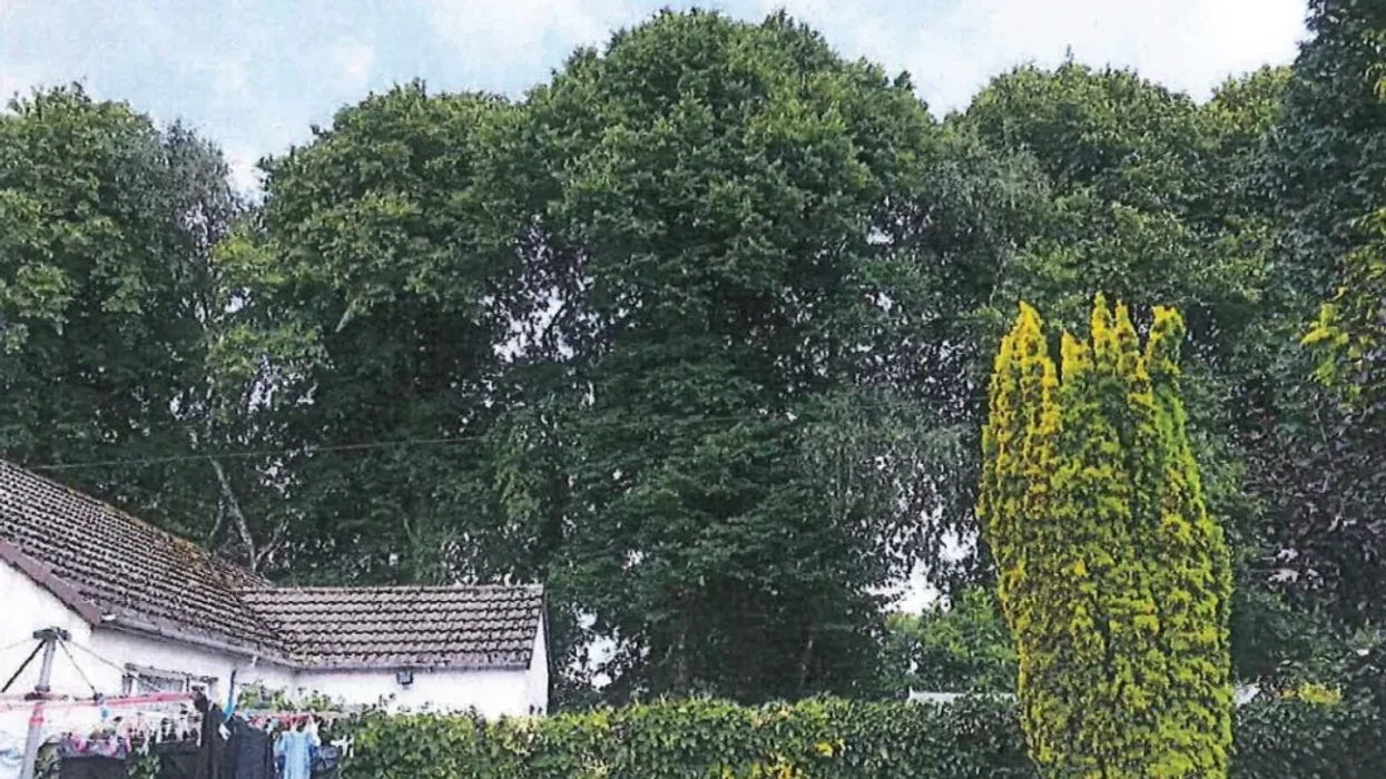 47ft high trees which have caused a dispute between neighbours