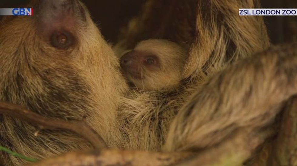 Baby sloth surprises zookeepers with speedy birth