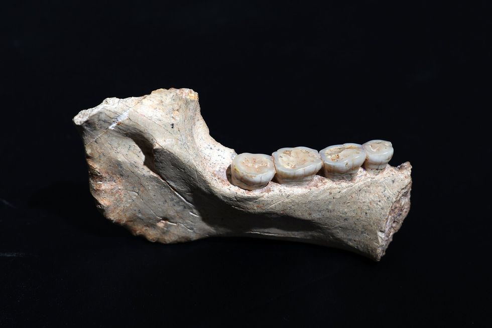 A 773,000-year-old jawbone from the cave in Morocco