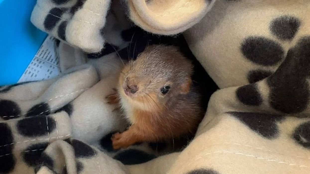 Adorable baby squirrel adopted by hen after becoming separated from its mother