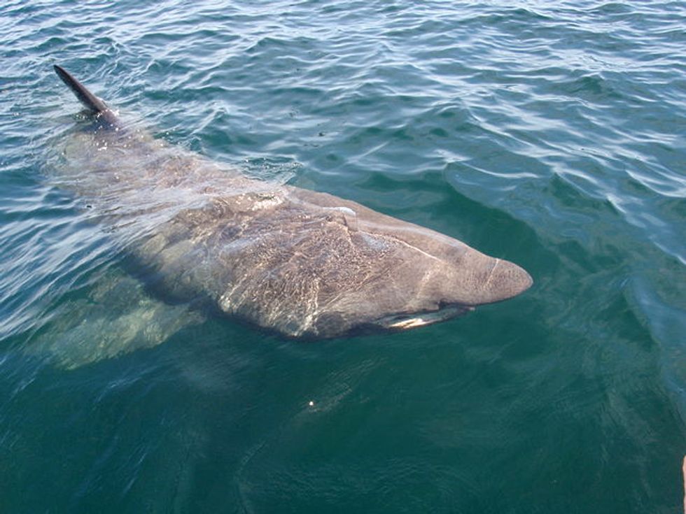 A Basking Shark