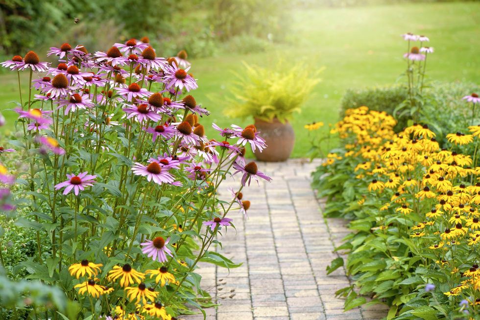 A beautiful garden with flowers