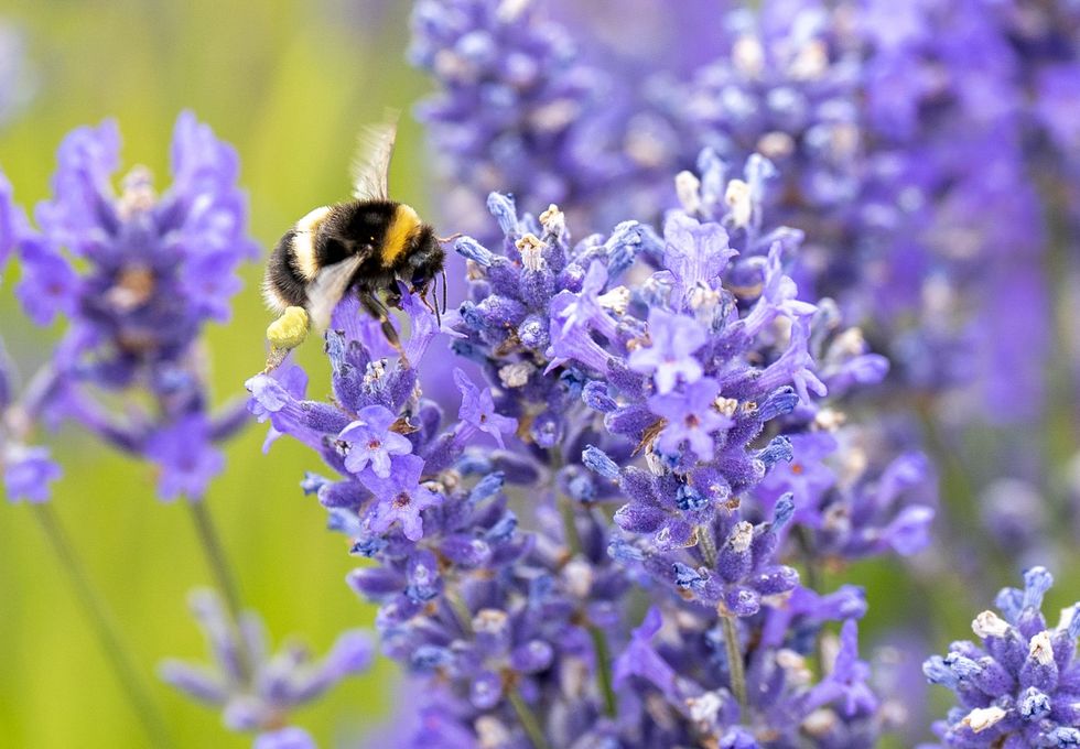 A bee on a flower