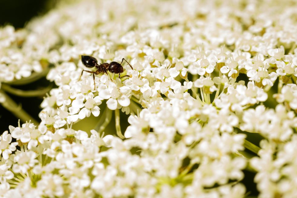 A black ant on white blossom