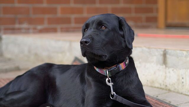 A black labrador