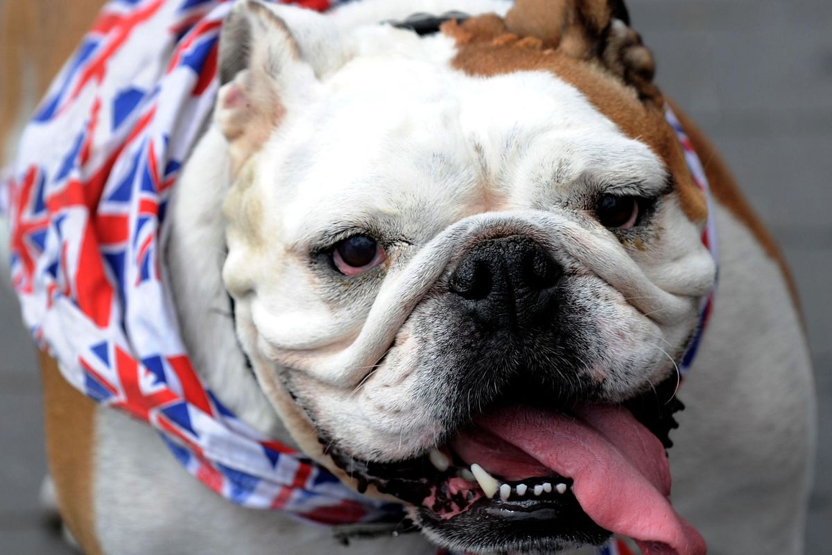 A British Bulldog cools off with some water as she takes a walk in Middlesbrough