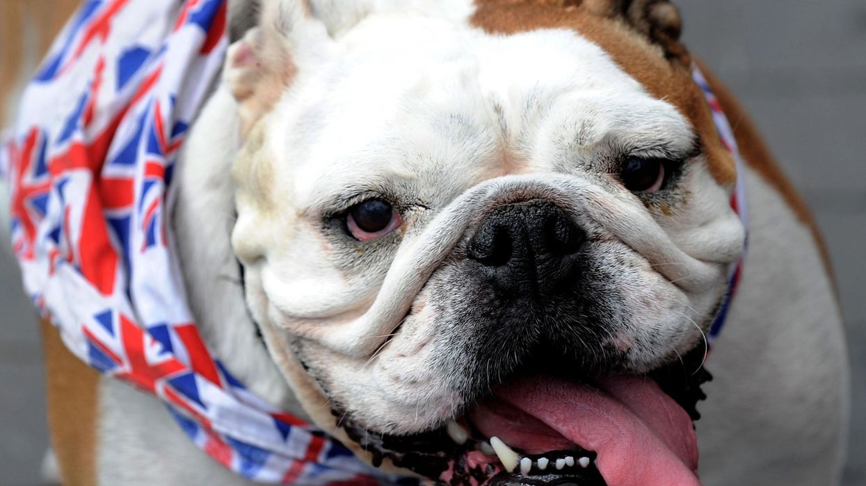 A British Bulldog cools off with some water as she takes a walk in Middlesbrough