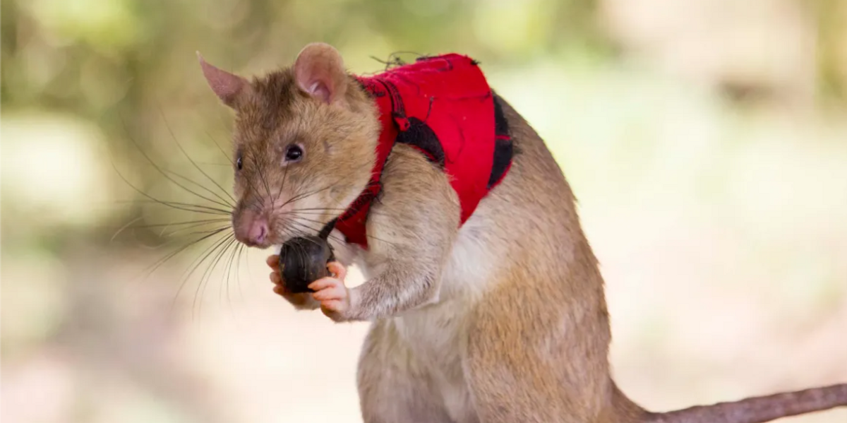 NextImg:Scientists train giant RATS named 'Attenborough' and 'Betty' to sniff out smuggled ivory and rhino horn