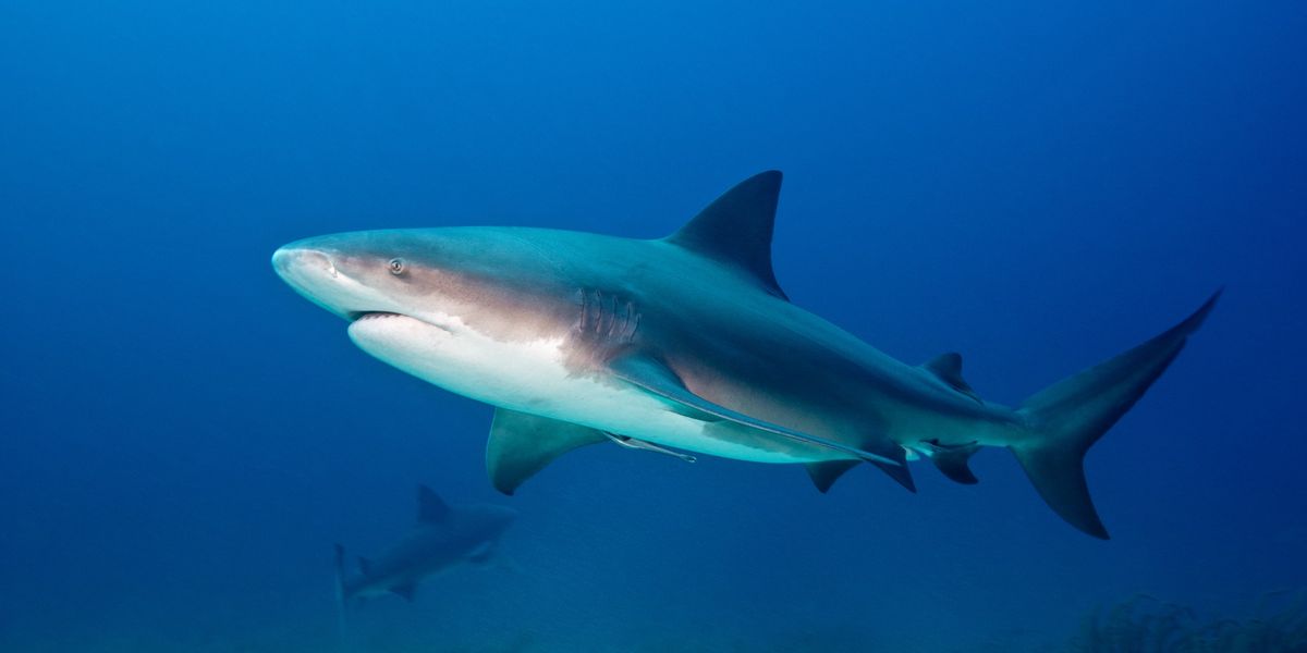 NextImg:British tourist 'loses arm and leg' after horror shark attack on Caribbean Island