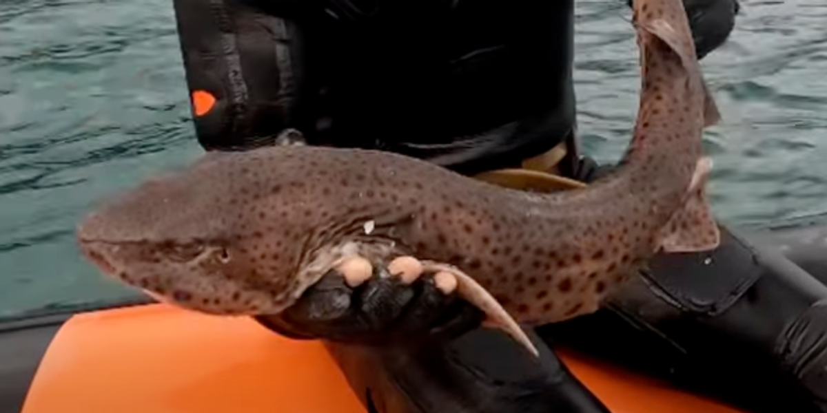 NextImg:Over a dozen sharks unexpectedly found washed up along Welsh coastline