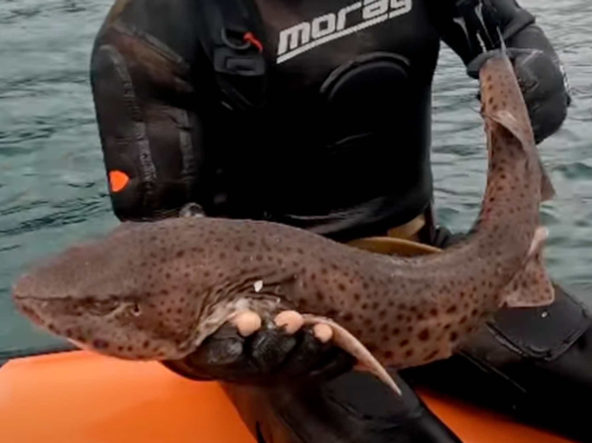 Over a dozen sharks unexpectedly found washed up along Welsh coastline