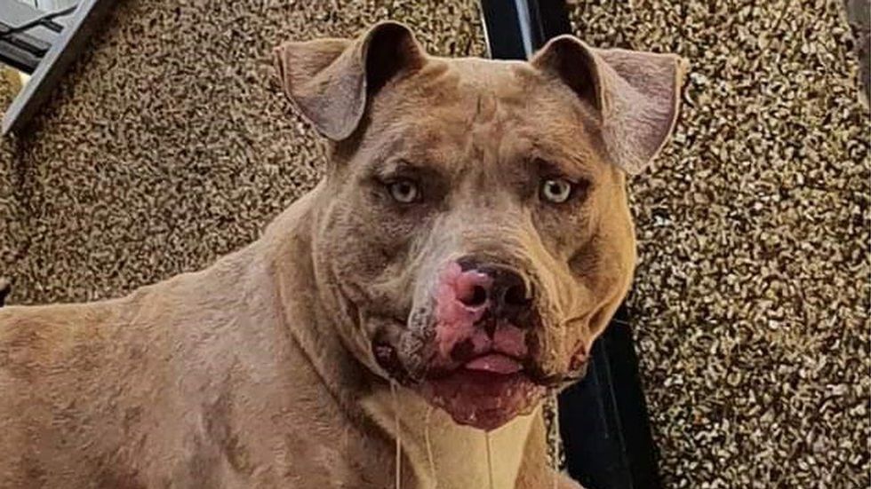 A bully dog named Beast was destroyed after it mauled Jack Lis to death