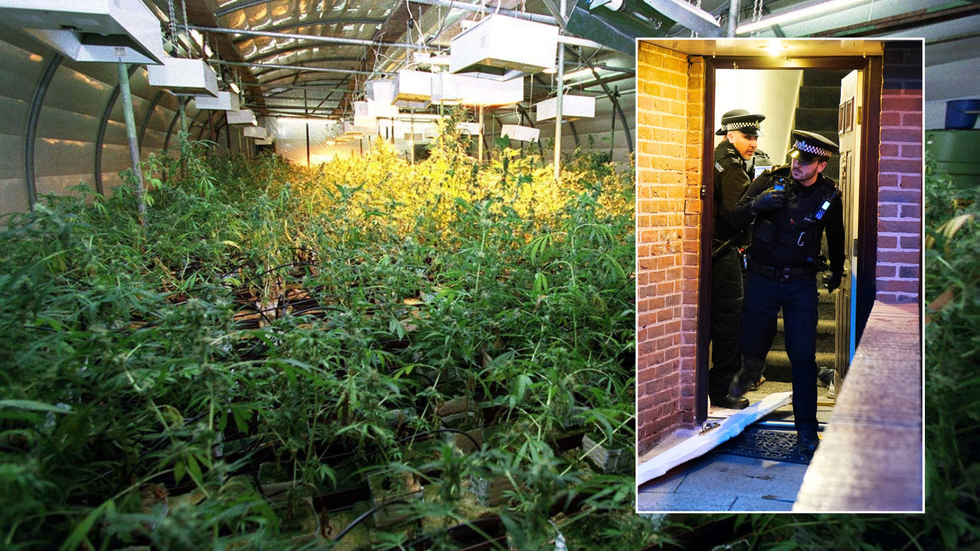 A cannabis farn, overlaid with image of police officers