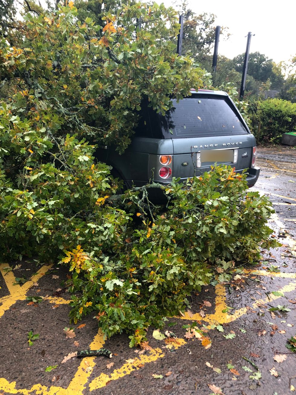 A car is left covered by tree branches.