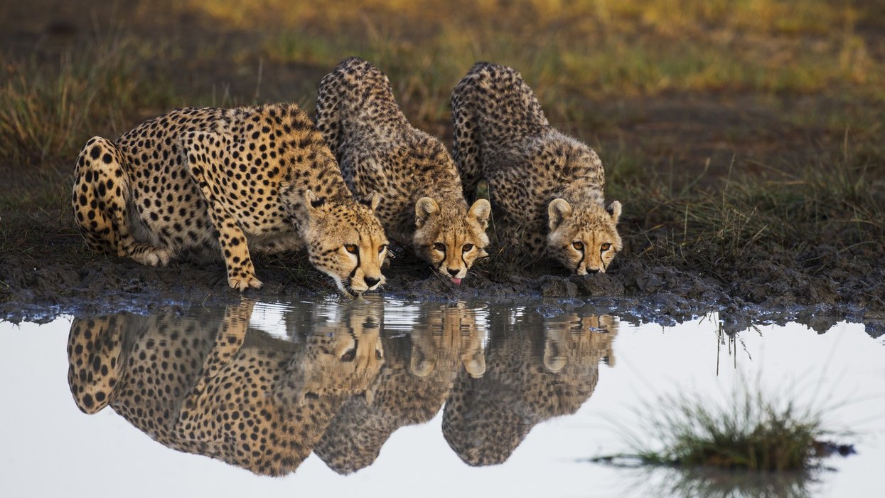 A cheetah and cubs in Ndutu, Ngorongoro Conservation Area