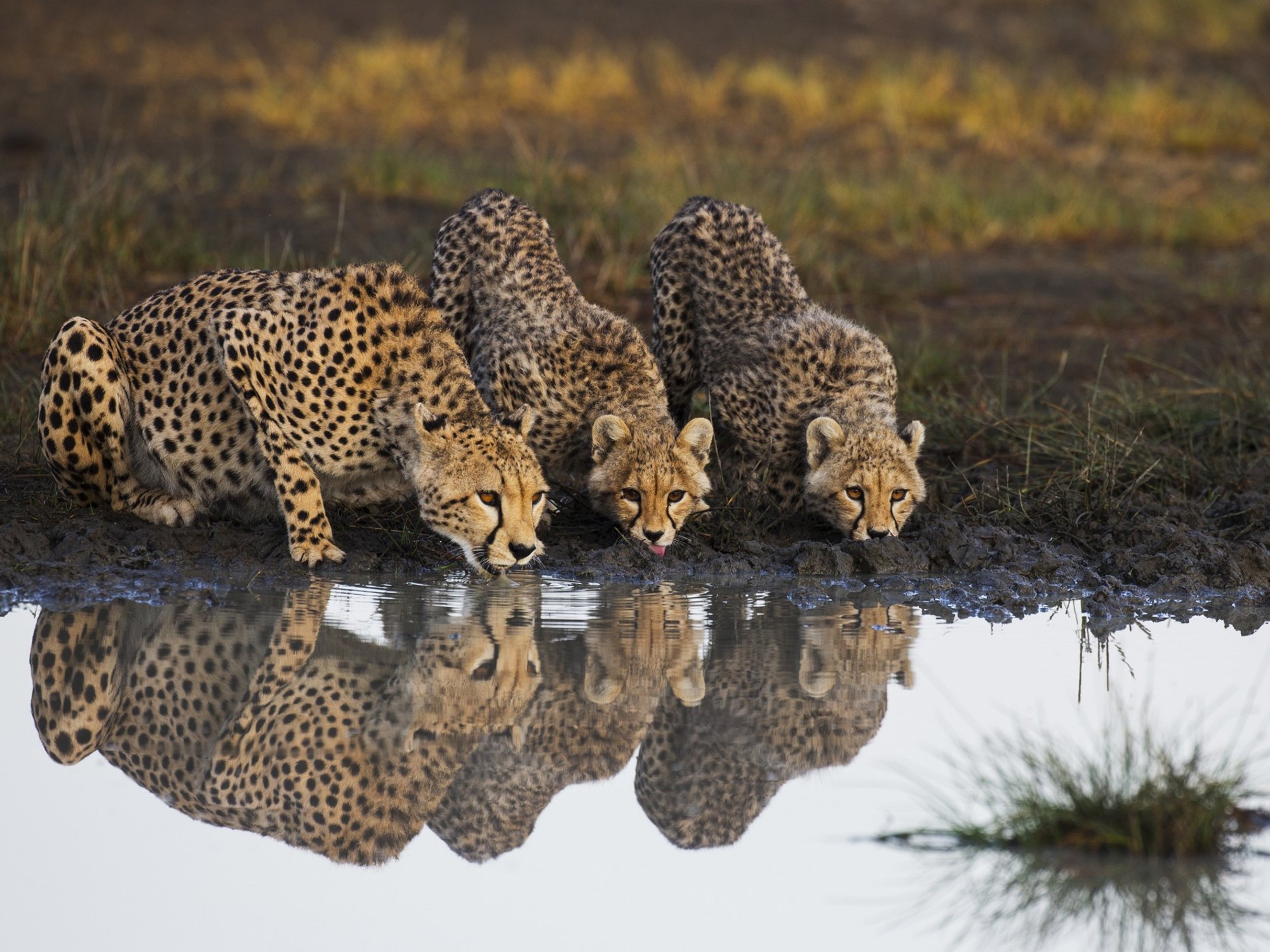 A cheetah and cubs in Ndutu, Ngorongoro Conservation Area