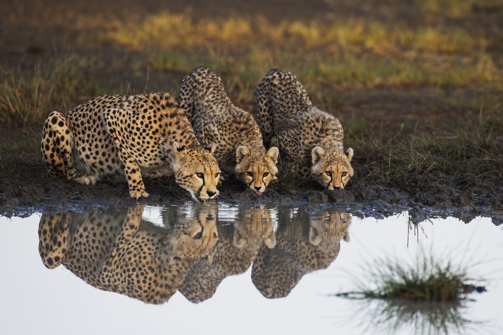 A cheetah and cubs in Ndutu, Ngorongoro Conservation Area