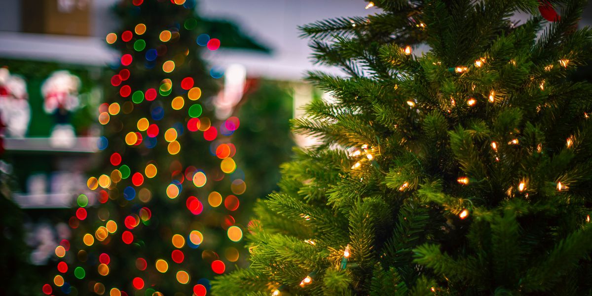 Pensioner forced to chop down beloved Christmas tree grown from seedling after it grew to 25ft