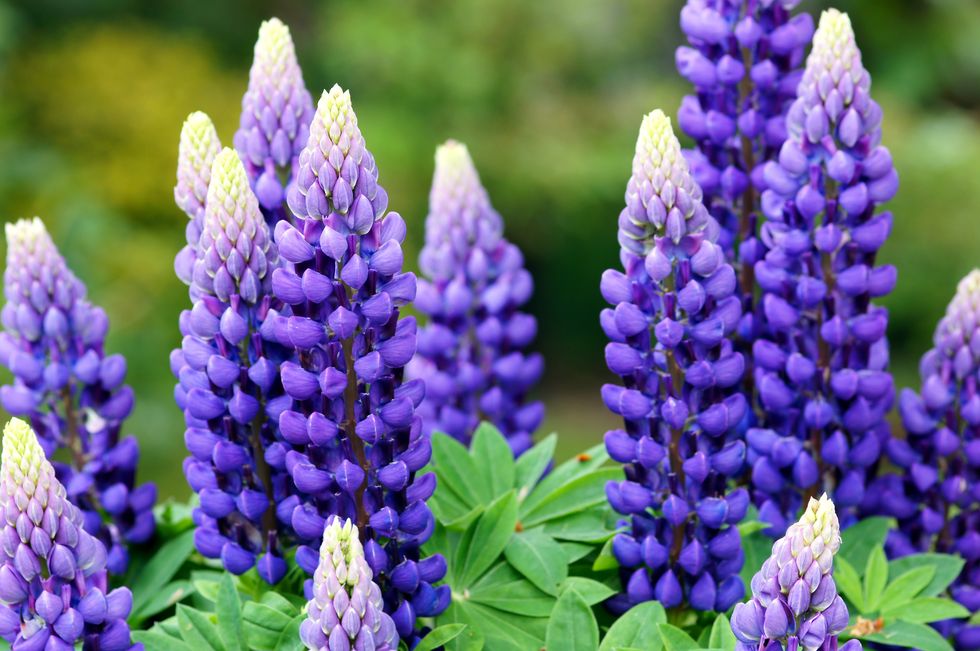A collection of lupins