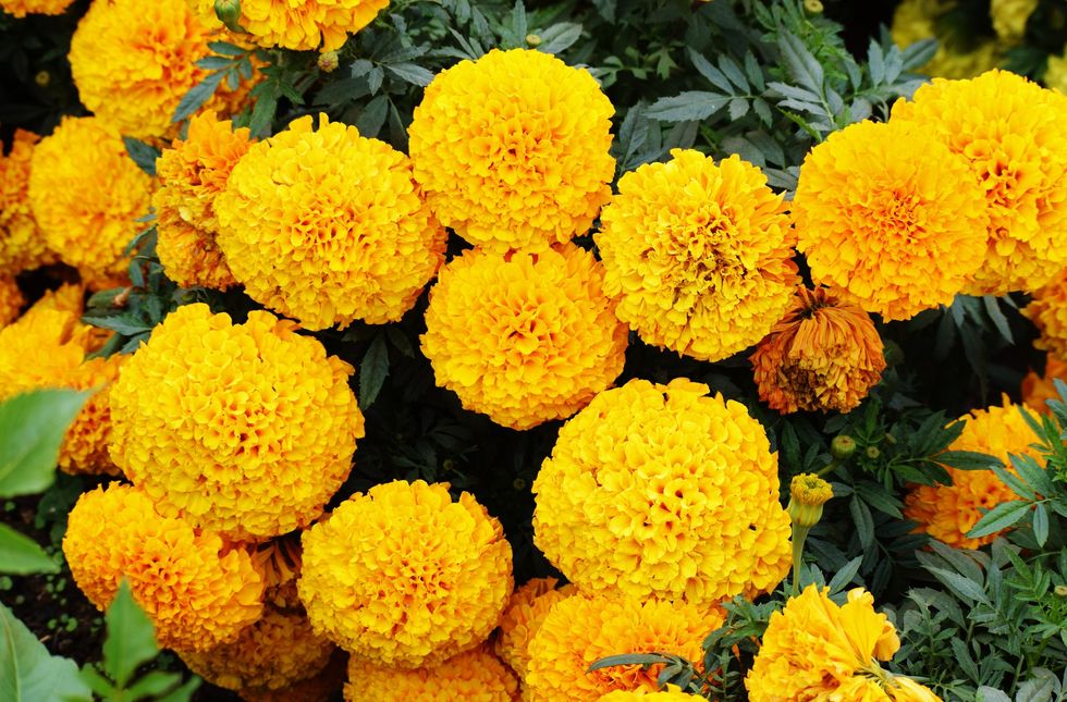 A collection of marigolds