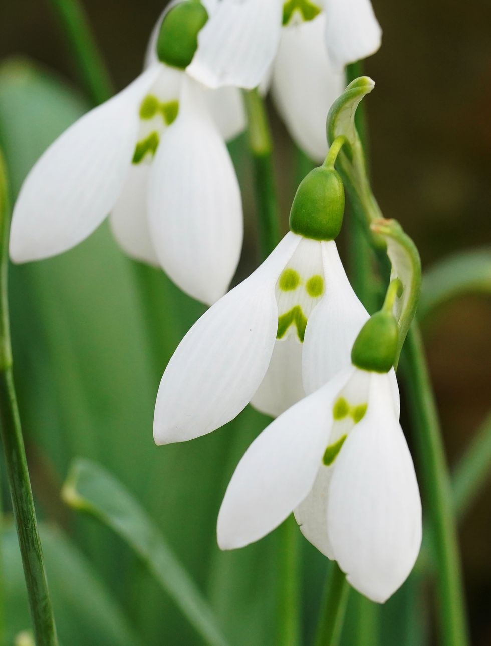 A collection of snowdrops