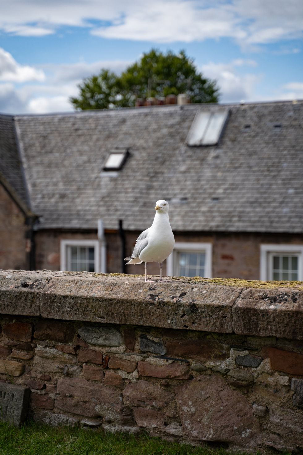 A 'colonising' seagull stands its ground in Inverness