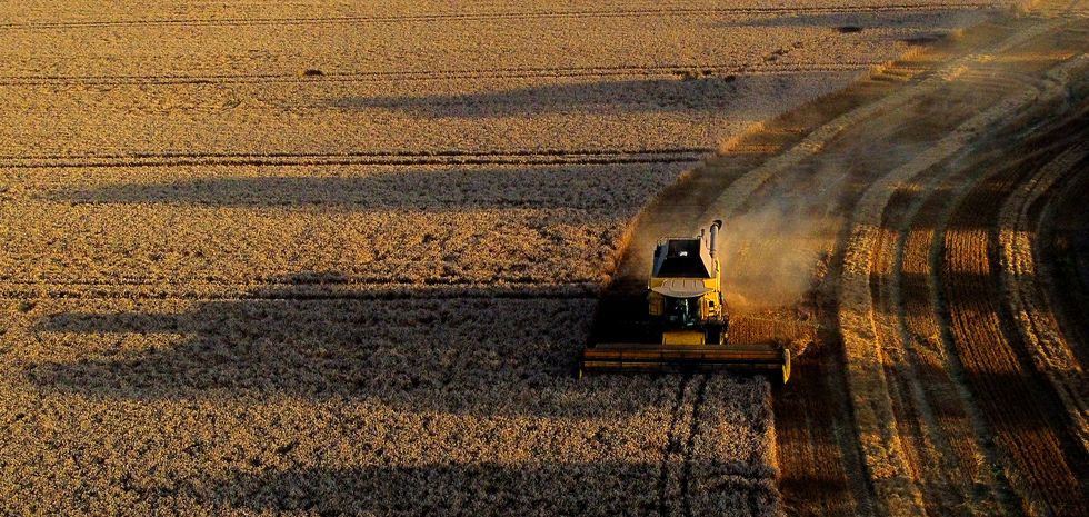A combine harvester harvesting a field of corn in the evening sunshine near Ashford in Kent