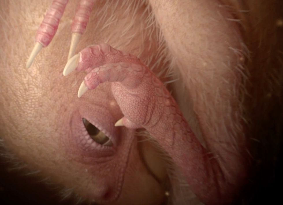 A computer generated image of the dinosaur embryo.