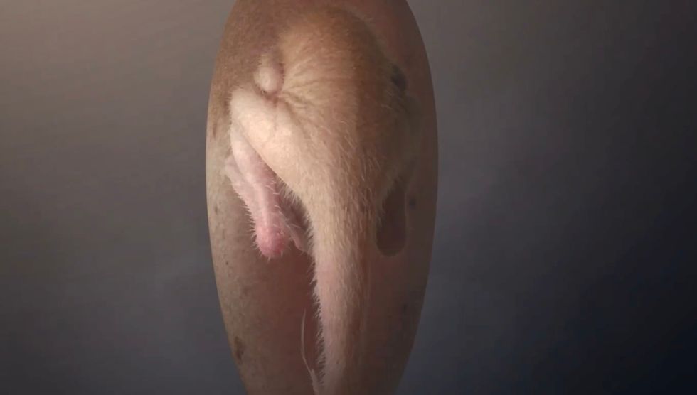 A computer generated image of what the embryo would have looked like.