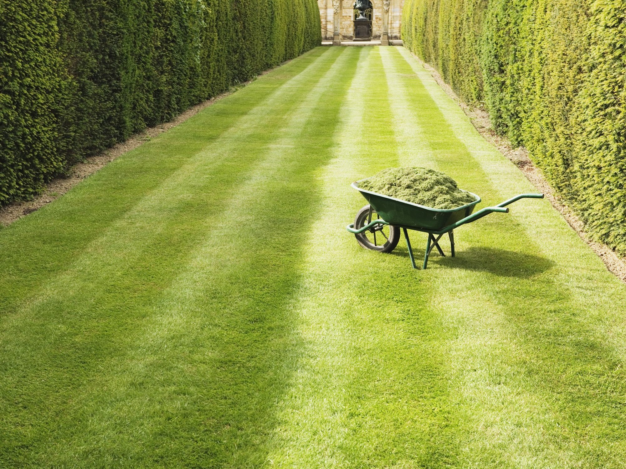 A cut grass and a wheelbarrow filled with cuttings