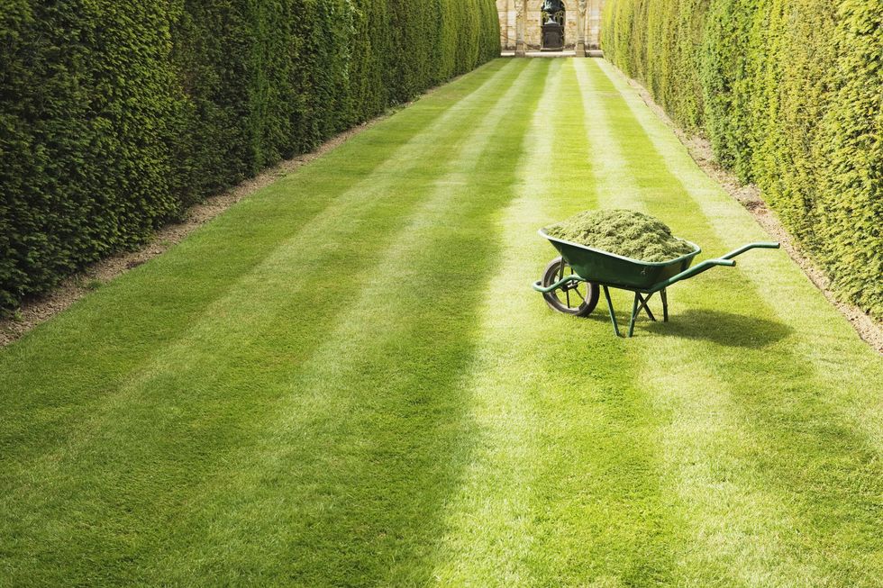 A cut grass and a wheelbarrow filled with cuttings