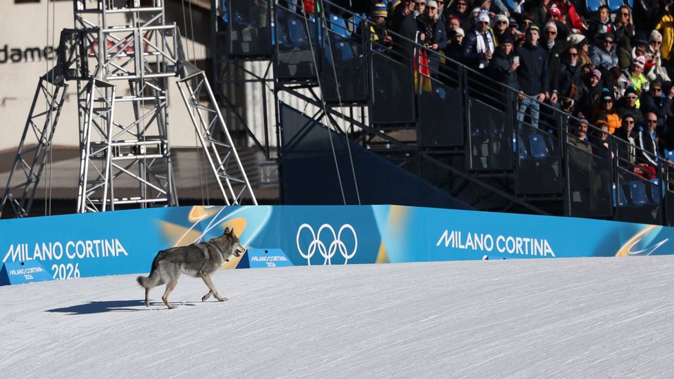 A Czech wolfhound named Nazgul brought an unexpected interruption to the Winter Olympics in Italy on Wednesday morning after escaping from his home and making his way onto the cross-country skiing course