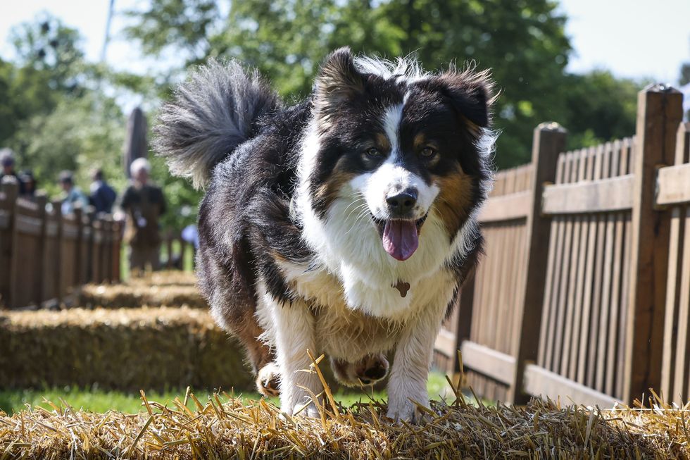 A dog at the hurdles during Goodwoof 2023, a dog event held at Goodwood Estate, Chichester