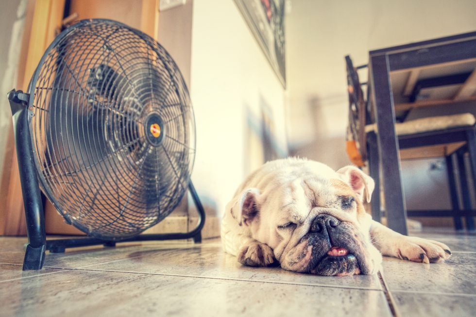 A dog dog sits in front of a fan